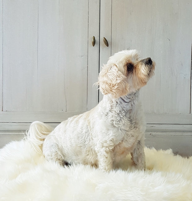 Sheepskin Pet Rug